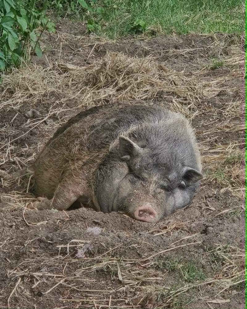 Dyr på bondegård